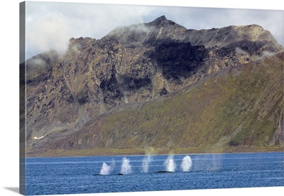 A pod of Fin whales blowing water spouts off the east coast of Spitzbergen, Norway