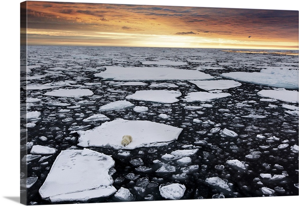 A polar bear rests in the drifting ice floating on the Arctic Ocean, Svalbard, Norway.