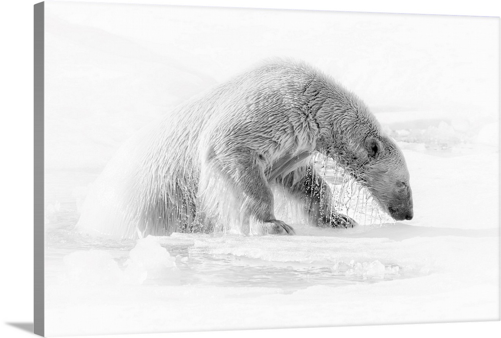 A polar bear (ursus maritimus) on the pack ice in Svalbard. Svalbard, Western Europe, Norway.