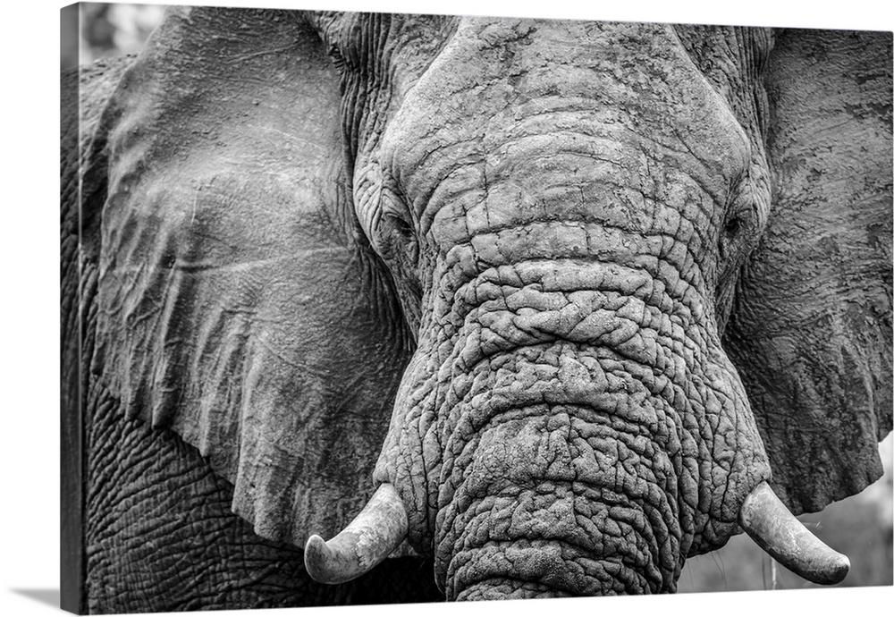 Africa, Botswana, okavango delta. A portrait of an elephant.