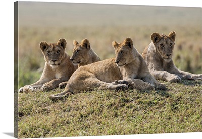 A pride of lions rests on a mound overlooking the plains of Masai Mara National Reserve