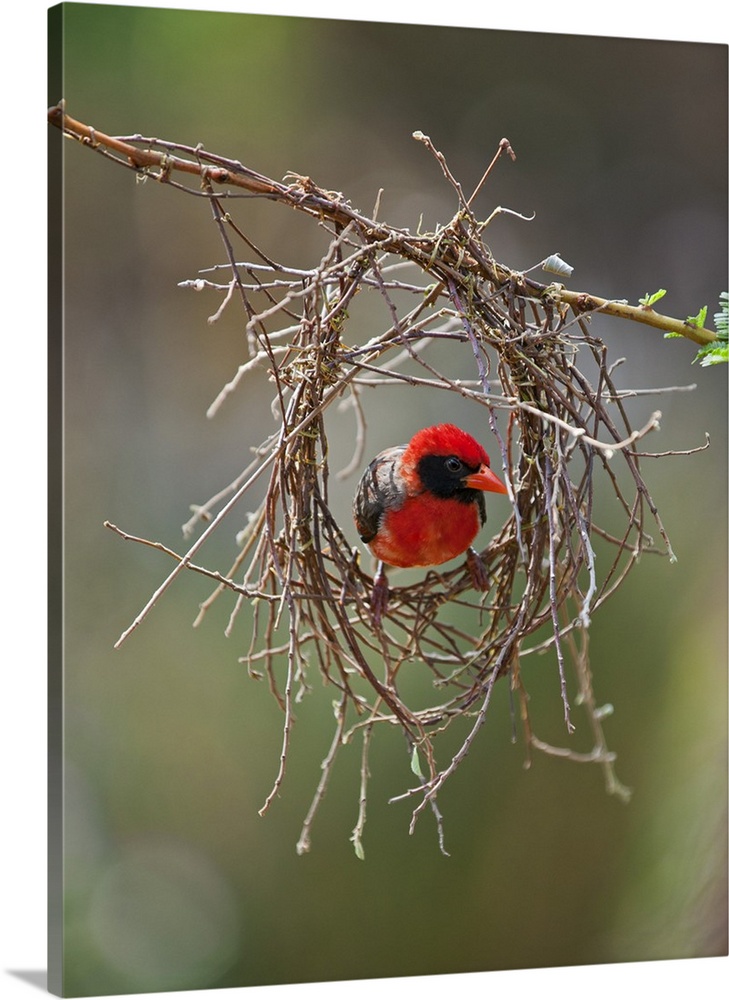 A red-headed Weaver building its nest.