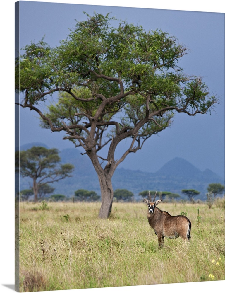 A Roan antelope in the Lambwe Valley of Ruma National Park, the only place in Kenya where these large, powerful antelopes ...