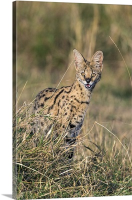 A Serval Cat looking for prey on the plains of Masai Mara National Reserve