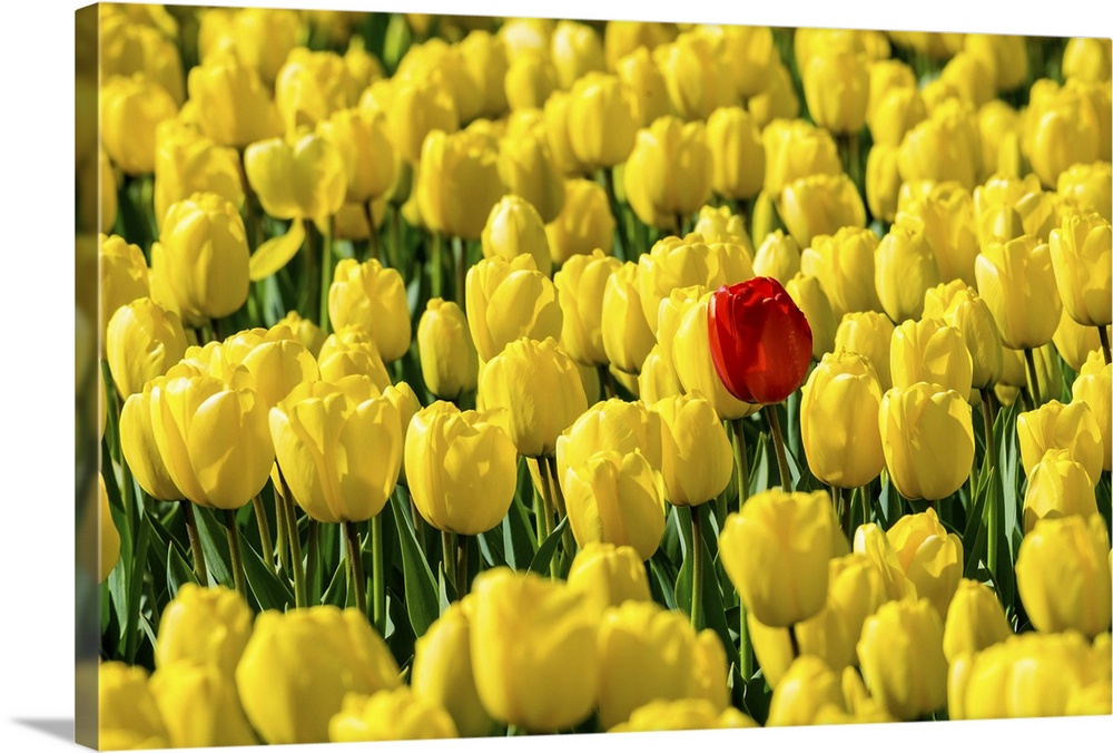 Netherlands, South Holland, Nordwijkerhout. A single red tulip flower in a field of yellow tulips.