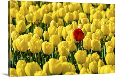 A single red tulip flower in a field of yellow tulips, Netherlands