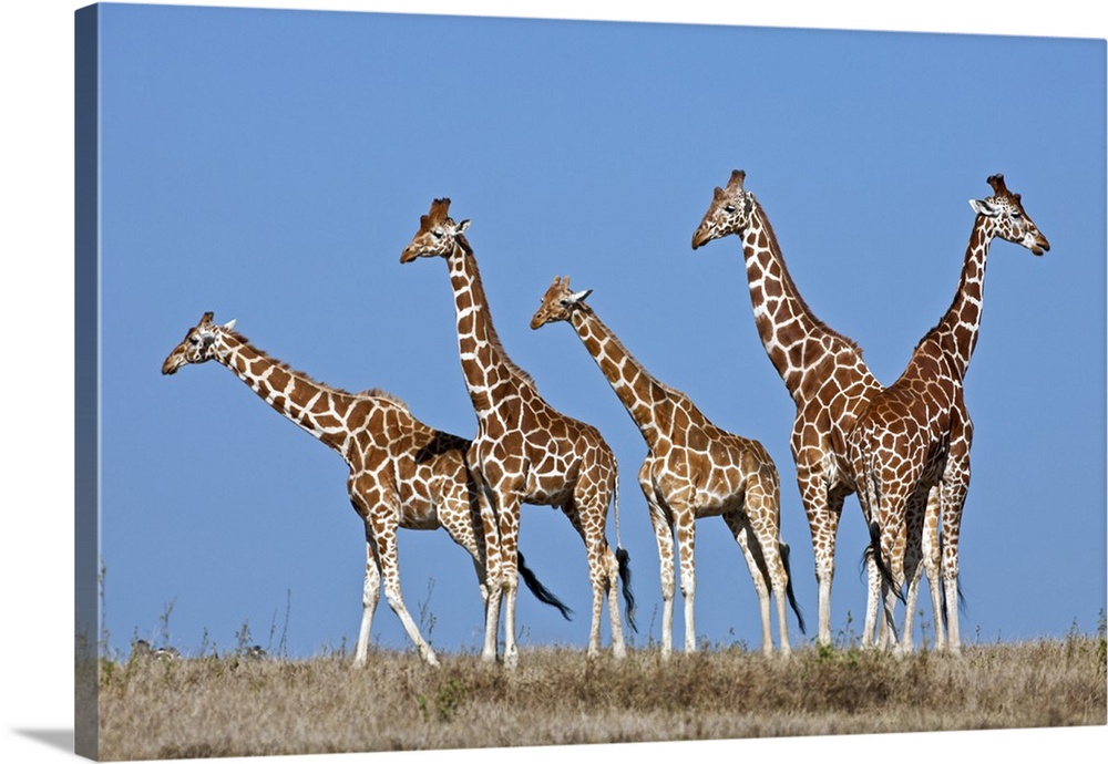 A small herd of Reticulated giraffes.