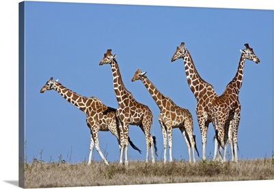 A small herd of Reticulated giraffes