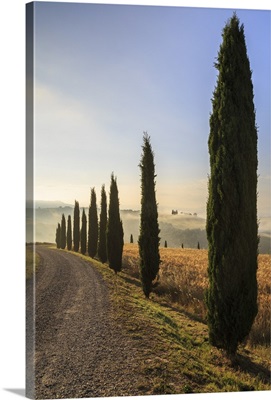 A street in Tuscany, with cypresses and in the background the chapel of Vitaleta, Italy