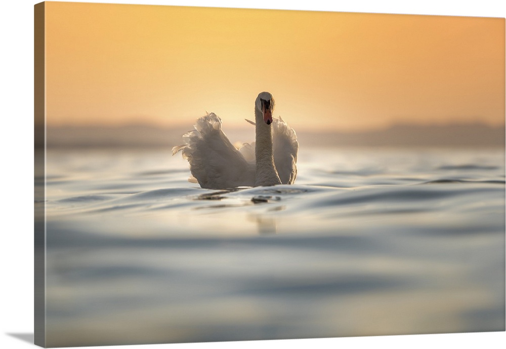 A swan is floating on the surface of water into lake Garda during sunset. Lazise, Garda lake, Veneto, Italy