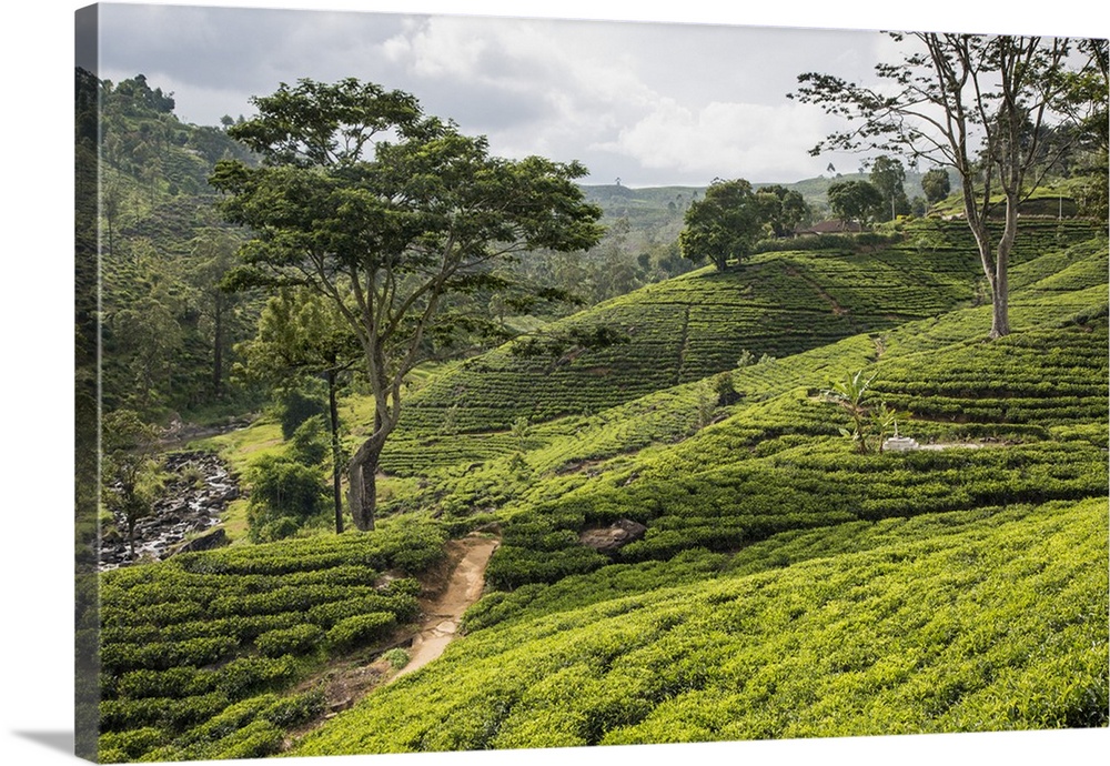 A tea estate in the Bogawantalwa Valley. Sri Lanka is a major exporter of quality tea.