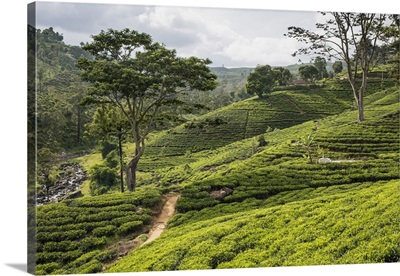A tea estate in the Bogawantalwa Valley, Sri Lanka is a major exporter of quality tea