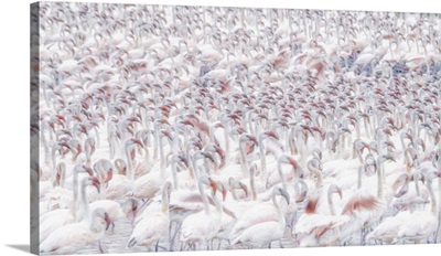 A Texture Of Lesser Flamingos (Phoeniconaias Minor) In Lake Bogoria, Kenya