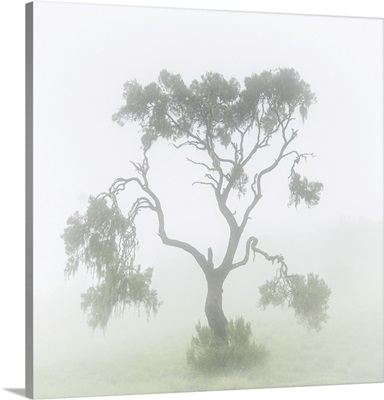 A Tree In The Mist In The Simien Mountains National Park, Ethiopia