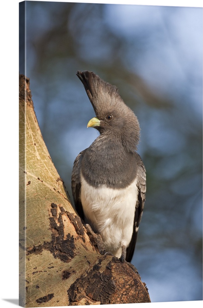 A White-bellied Go-away-bird.