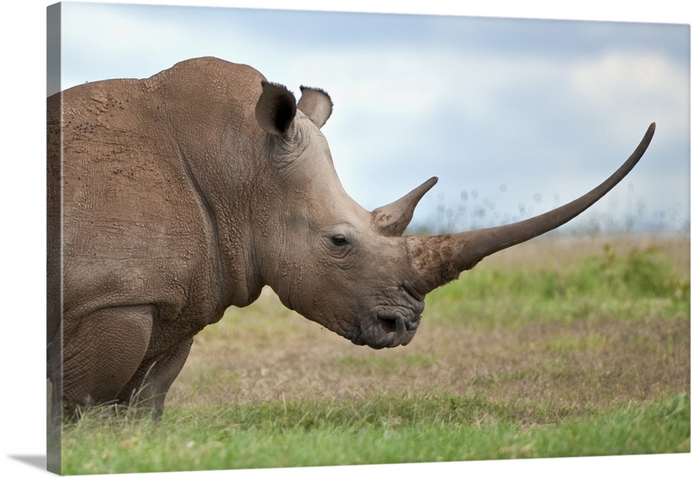 A white rhino with a very long horn. Mweiga, Solio, Kenya.