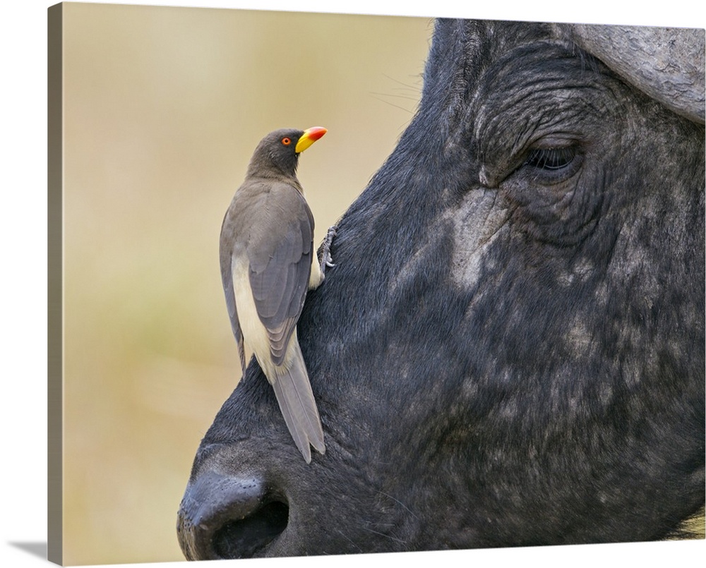 Kenya, Masai Mara, Narok County. A Yellow-billed Oxpecker perches on the face of a Cape Buffalo in Masai Mara National Res...