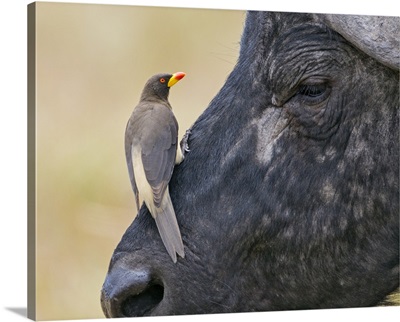 A Yellow-billed Oxpecker on the face of a Cape Buffalo in Masai Mara National Reserve