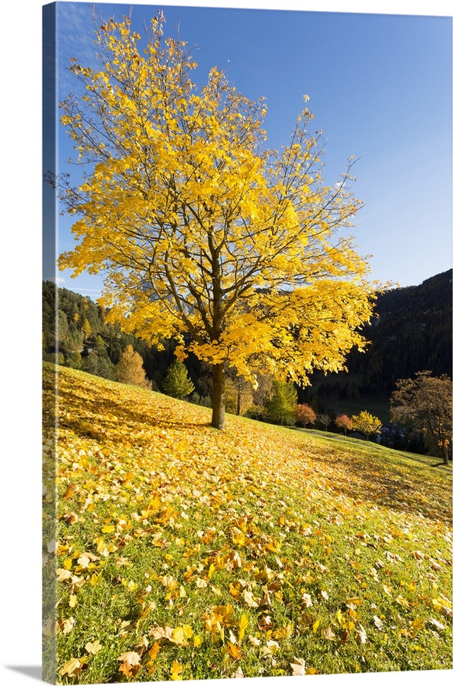 A suggestive view of a yellow tree with the ground full of yellow leaves, Val Gardena, Bolzano province, South Tyrol, Tren...
