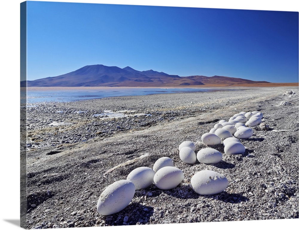 Bolivia, Potosi Department, Sur Lipez Province, Eduardo Avaroa Andean Fauna National Reserve, Abandoned Flamingo Eggs on t...