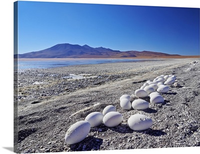 Abandoned Flamingo Eggs on the shore of the Laguna Colorada, Bolivia