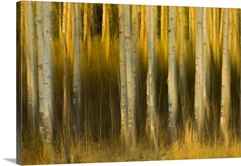 Abstract of trees, Alberta, Canada