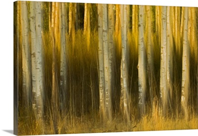 Abstract Of Trees, Alberta, Canada