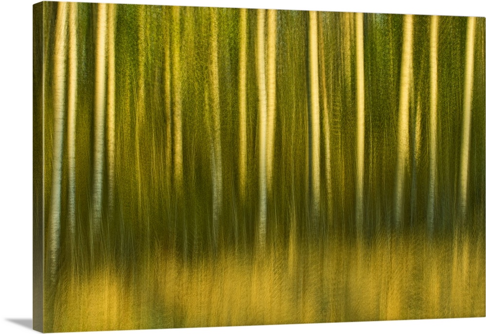 Abstract of trees, Alberta, Canada