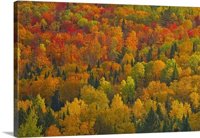 Acadian Forest In Autumn Foliage, New Brunswick, Canada