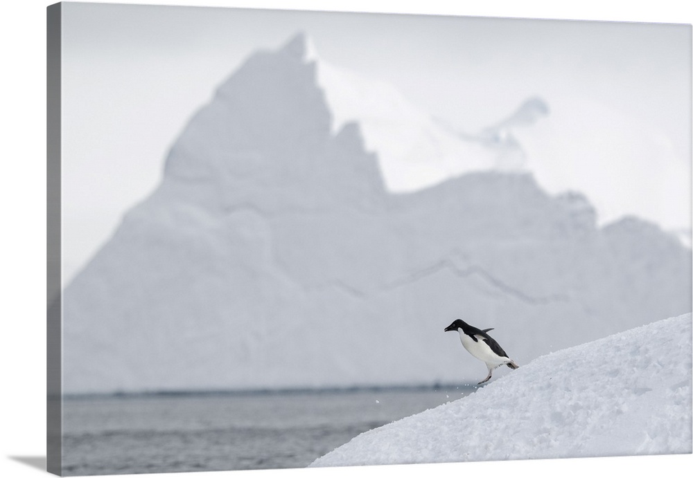 Adelie Penguin, Antarctica
