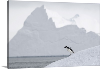 Adelie Penguin, Antarctica