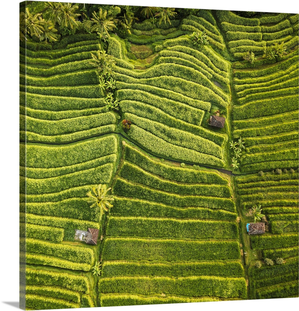 Aerial View of Jatiluwih Rice Terraces, Tabanan, Bali, Indonesia.