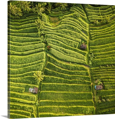 Aerial View Of Jatiluwih Rice Terraces, Tabanan, Bali, Indonesia