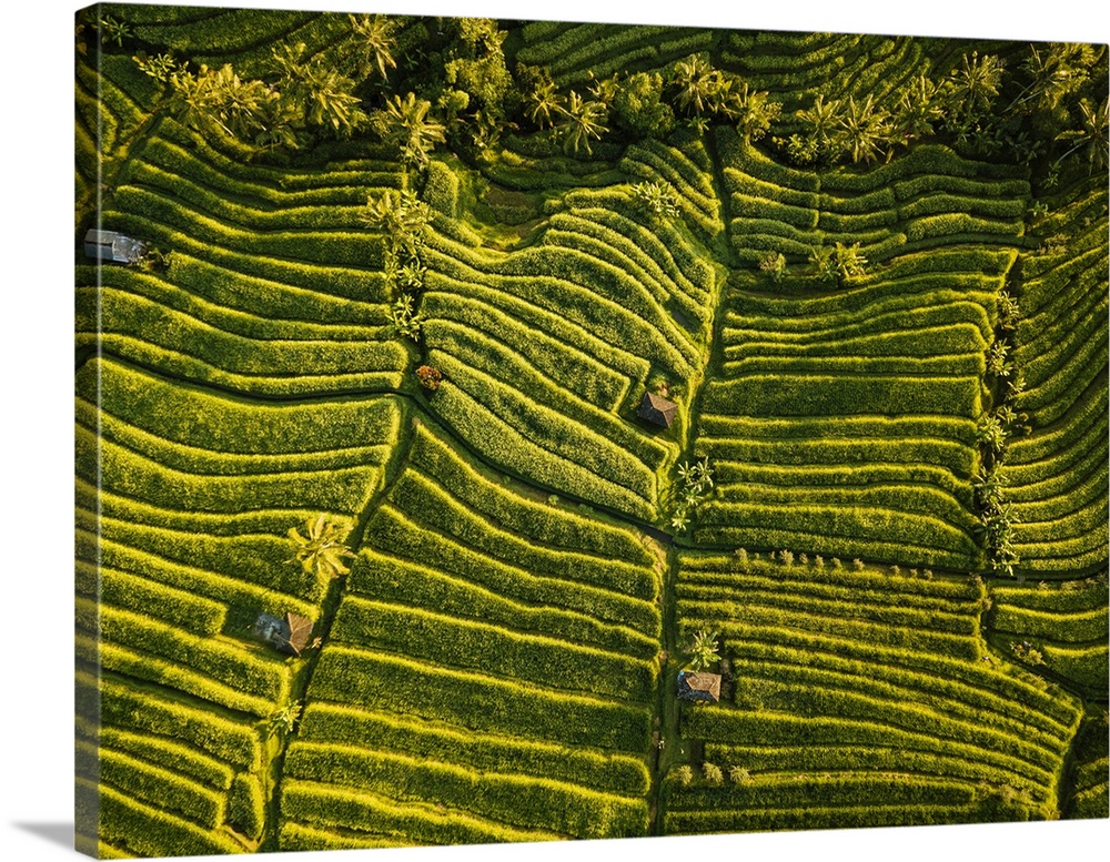 Aerial View of Jatiluwih Rice Terraces, Tabanan, Bali, Indonesia.