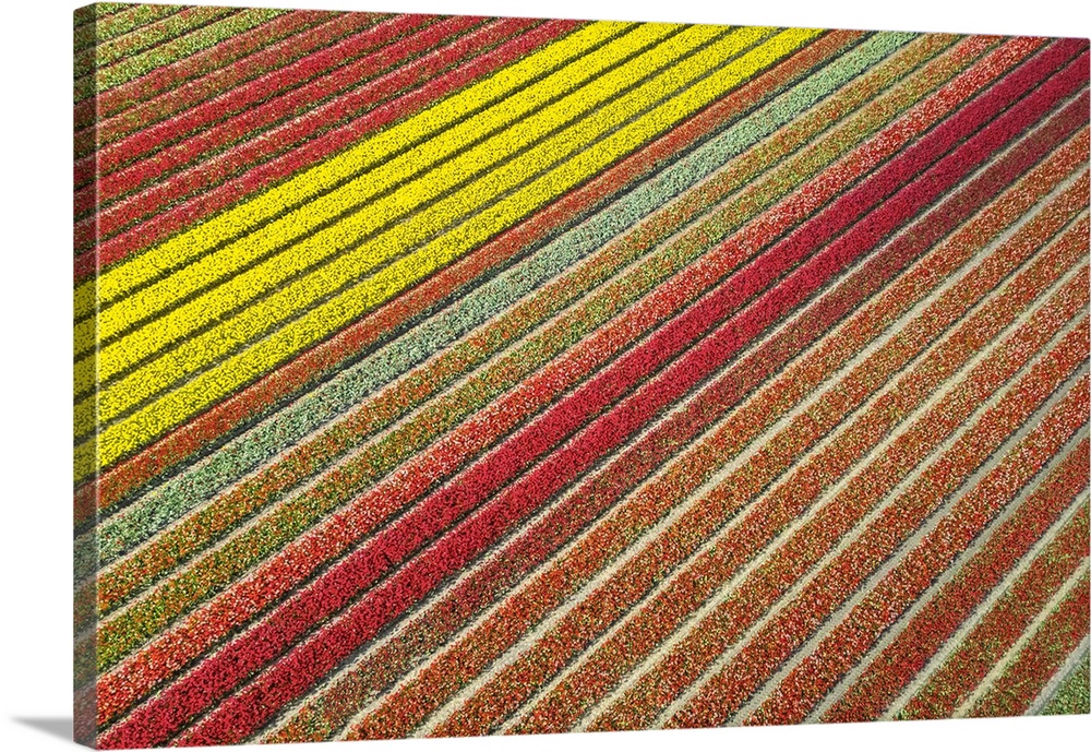 Aerial view of tulips stripes of various colors in spring. De Zilk, Noordwijk, Zuid-Holland district, Nederland.