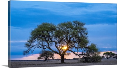 Africa, Botswana, Central Kalahari Game Reserve, Sunset In Tau Pan With An Acacia Tree