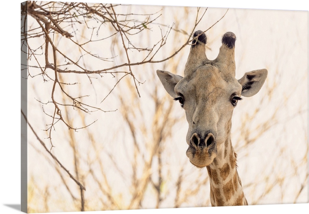 Africa, Botswana, Chobe National Park, A Portrait Of A Southern Giraffe