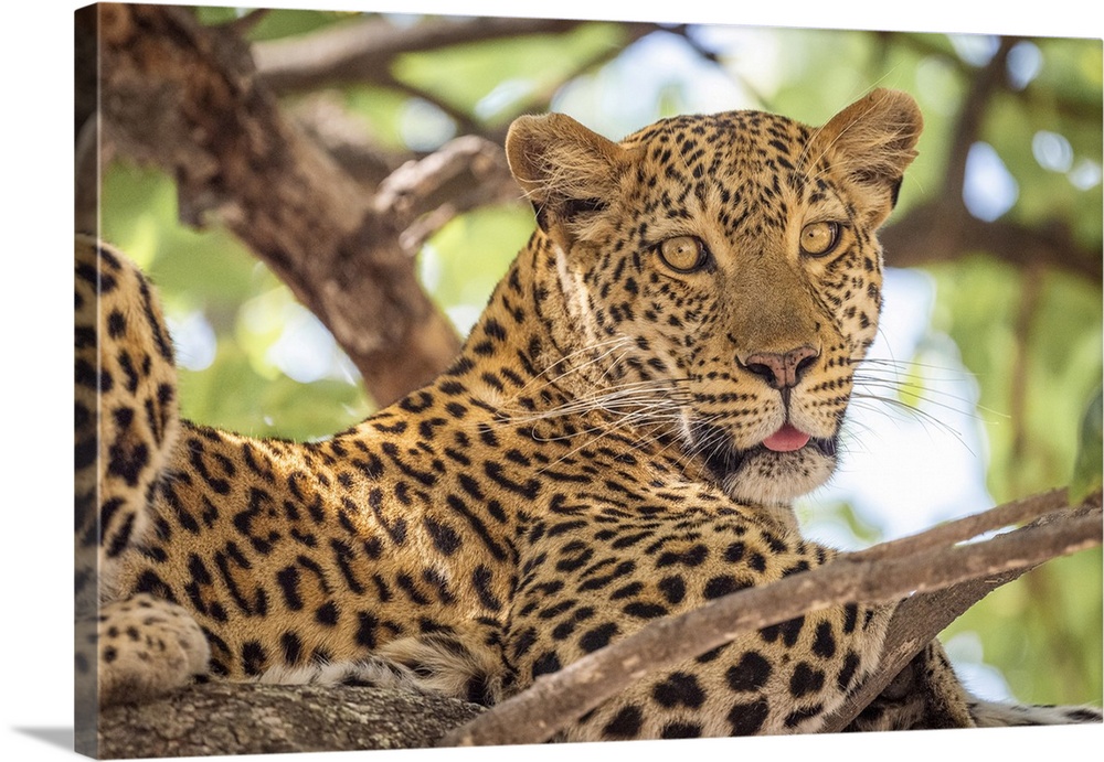 Africa, Botswana, Okawango Delta, Pompom Camp, A Beautiful Leopard In The Tree