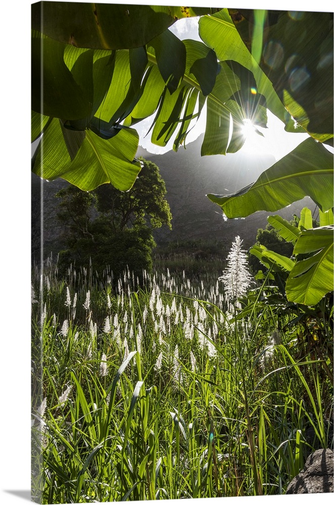 Africa, Cape Verde, Santo Antao. In the Paul Valley.