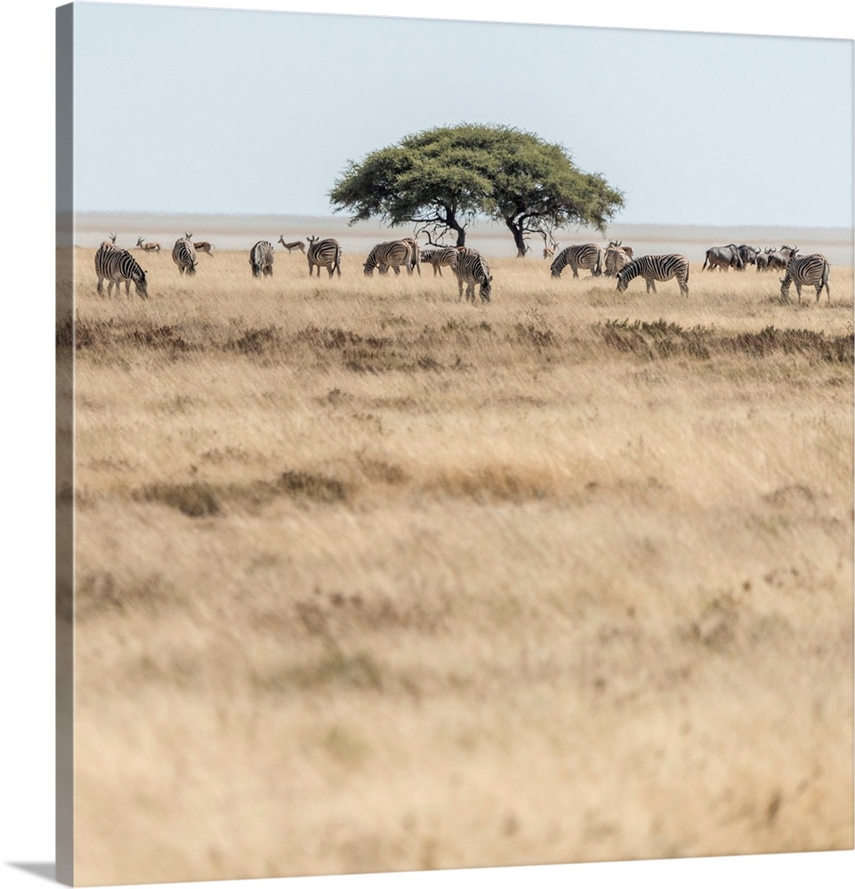 Africa, Namibia, Etosha National park. Zebra herd with acacia tree in front of the Etosha pan.