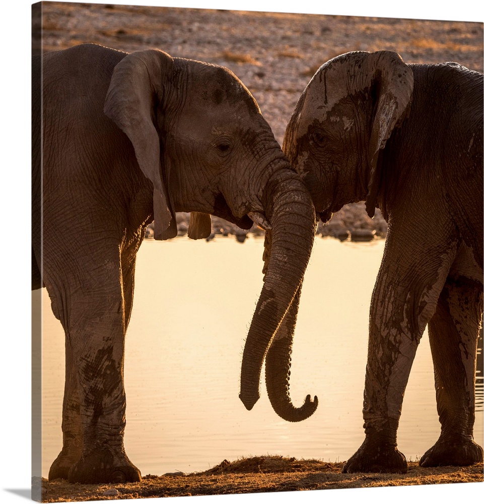 Africa, Namibia, Etosha National park. Elephants at the waterhole of Okaukuejo.