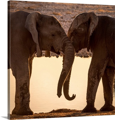 Africa, Namibia, Etosha National Park, Elephants At The Waterhole Of Okaukuejo