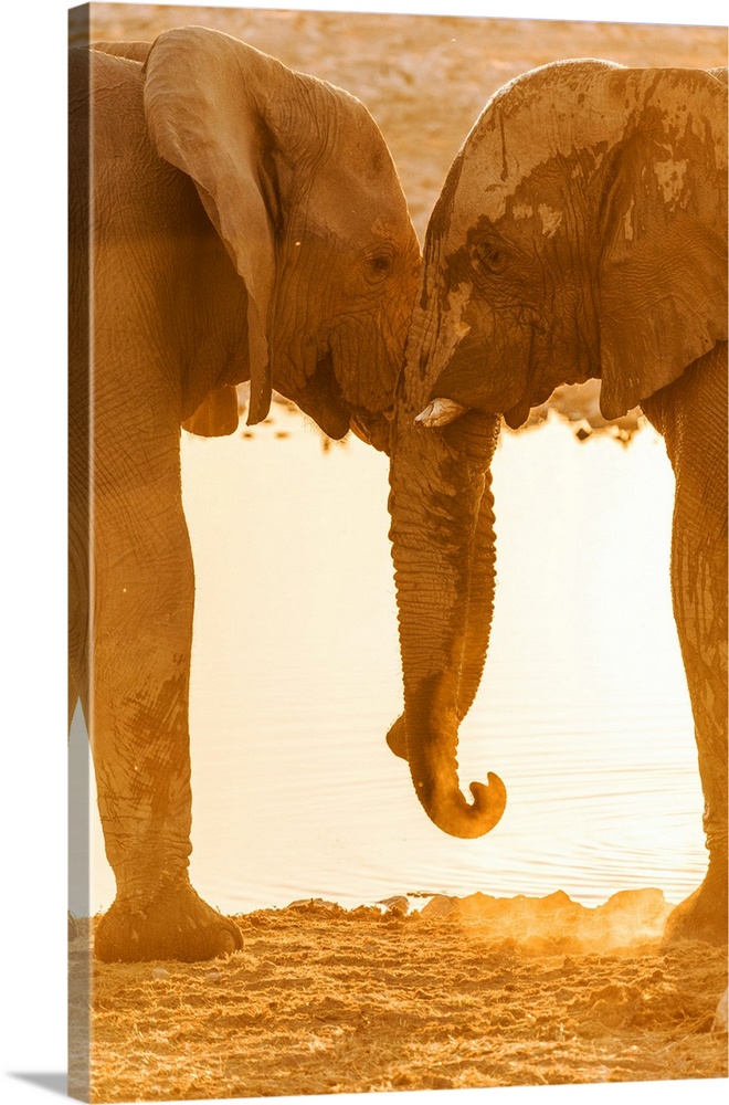 Africa, Namibia, Etosha National park. Elephants at the waterhole of Okaukuejo.