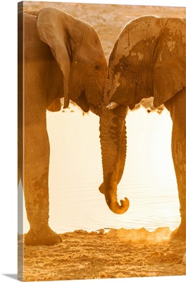 Africa, Namibia, Etosha National Park, Elephants At The Waterhole Of Okaukuejo