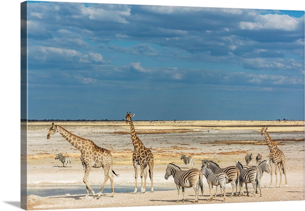 Africa, Namibia, Etosha National park. Zebra herd and giraffes at a waterhole.