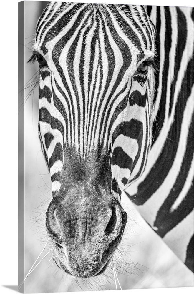 Africa, Namibia, Etosha National park. Zebra portrait in black and white.