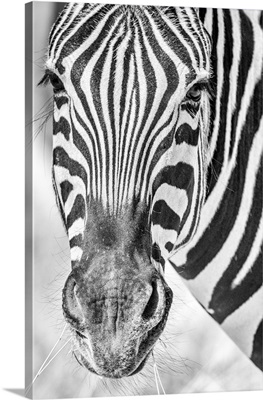 Africa, Namibia, Etosha National Park, Zebra Portrait In Black And White