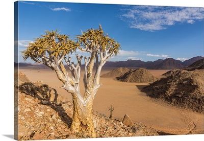 Africa, Namibia, Hardap region. flowering quiver tree