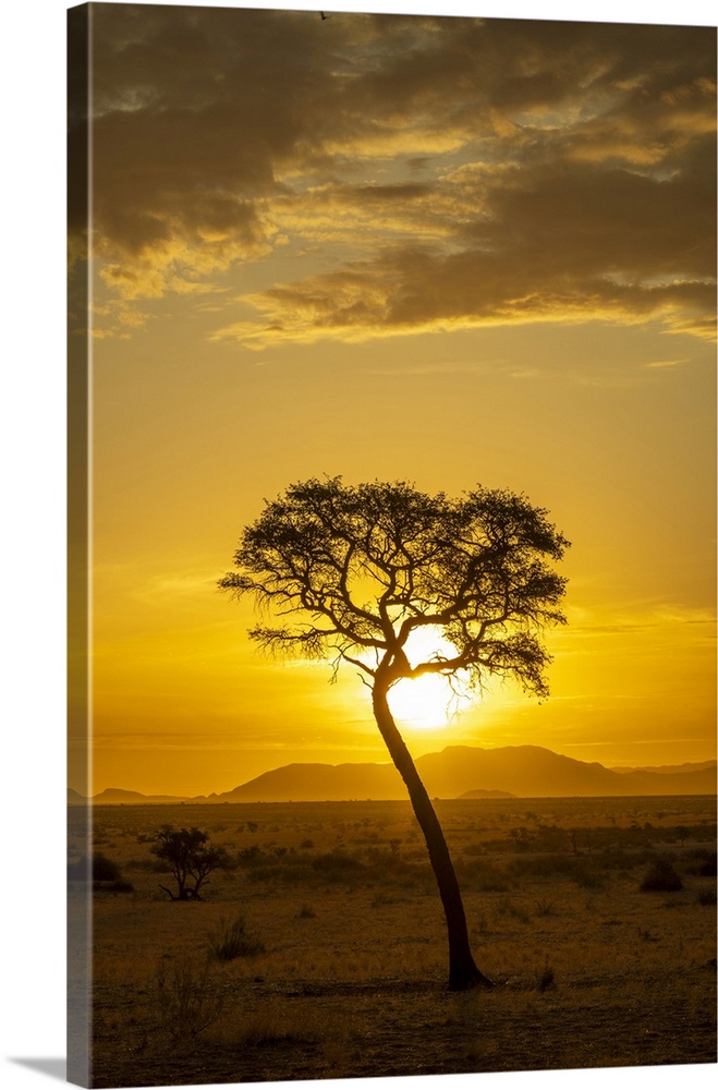 Africa, Namibia. Namib Naukluft area. A sunset with a tree.