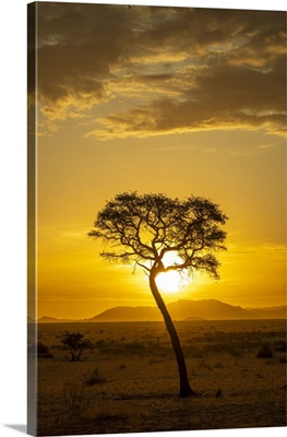 Africa, Namibia, Namib Naukluft Area, A Sunset With A Tree